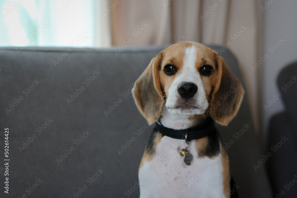 Lovely beagle puppy. Cute beagle puppy lying on the sofa.
