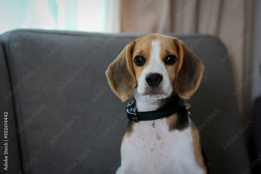 Lovely beagle puppy. Cute beagle puppy lying on the sofa.