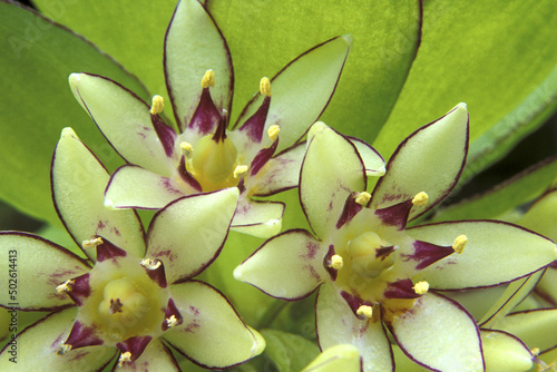 Close-up of Pineapple lilies photo