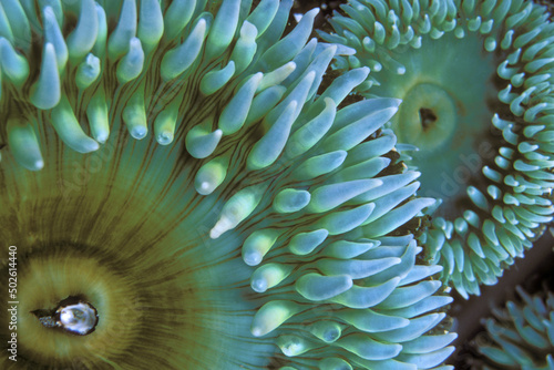 Close-up of a sea anemones (Phylum cnidaria)