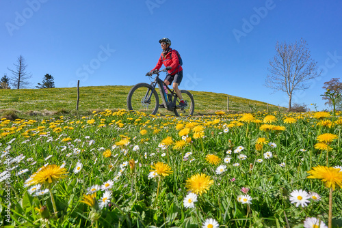 pretty senior woman riding her electric mountain bike in springtime in the Allgau mountains near Oberstaufen, with blooming spring flowers in the Foreground, Bavaria, Germany