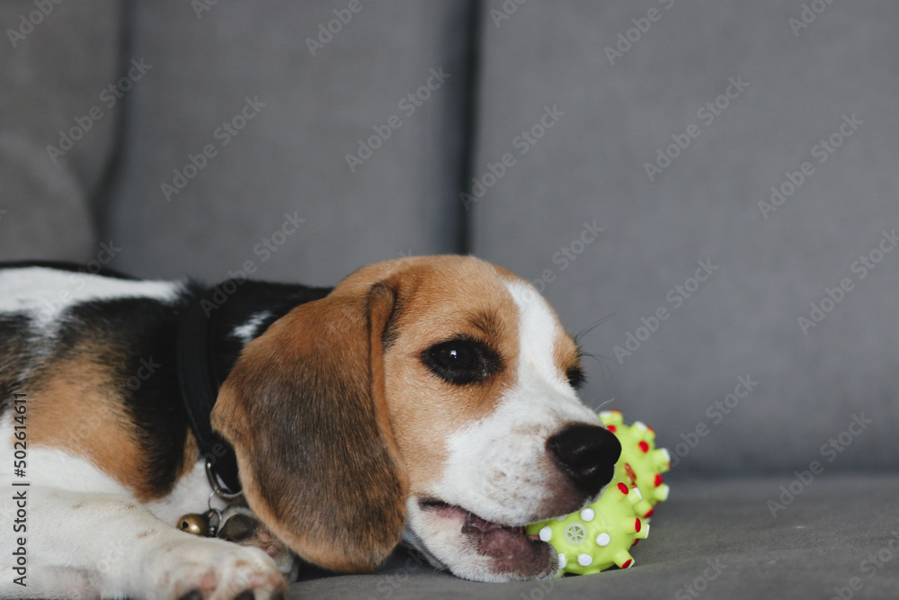Cute beagle puppy lying on the sofa. Beagle dog with a toy.