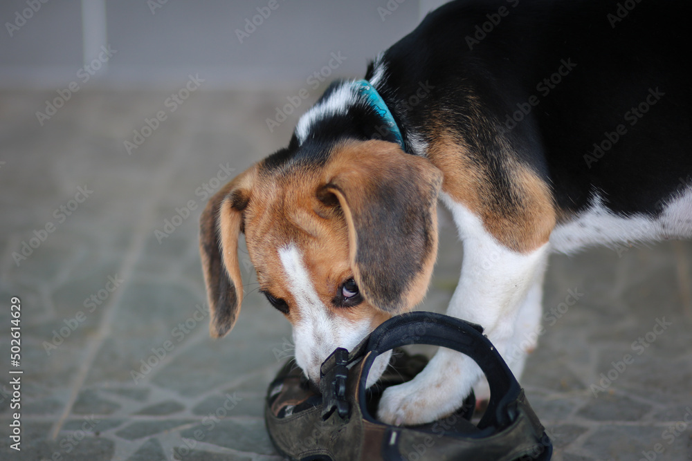 beagle cute dog bite shoes and sitting on the floor.