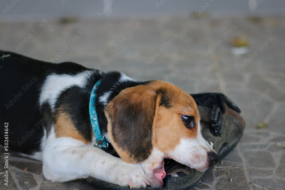 beagle cute dog bite shoes and sitting on the floor.