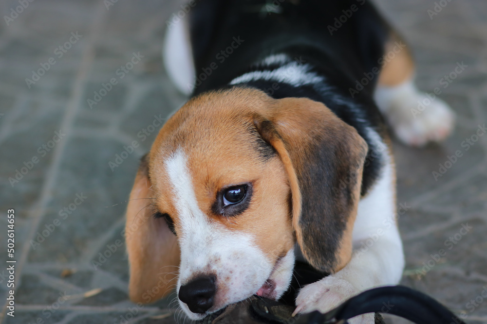beagle cute dog bite shoes and sitting on the floor.