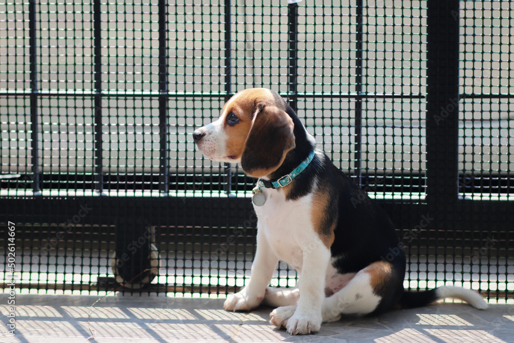 Lovely beagle puppy. Beagle dogs sitting behind gate and waiting for owner at house leak.