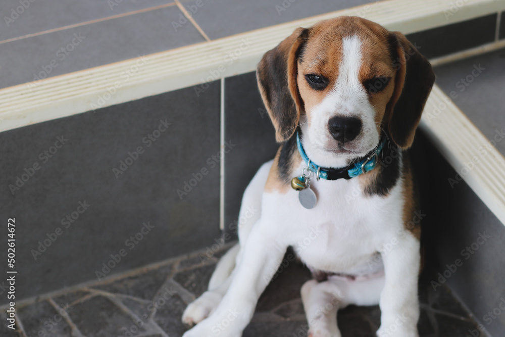 Lovely beagle puppy.