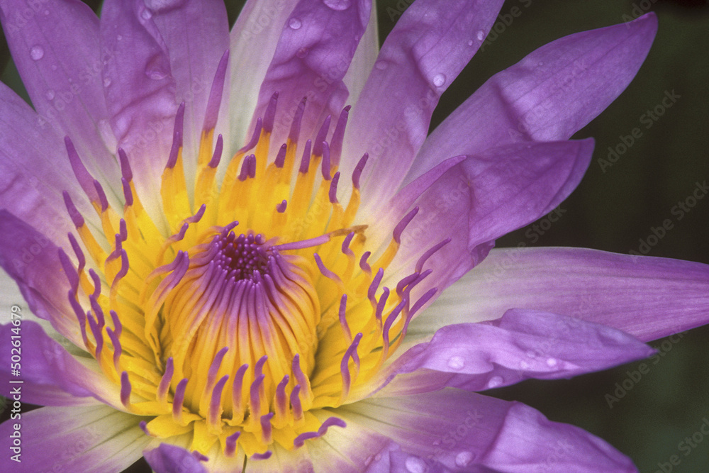 Close-up of a Water Lily Close-up of a Water Lily