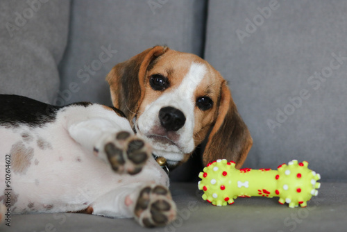 Cute beagle puppy lying on the sofa. Beagle dog with a toy.