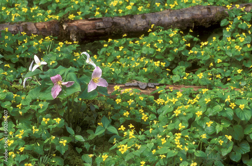 Close-up of trilliums and violet photo