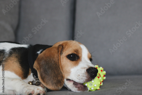 Obraz na płótnie Cute beagle puppy lying on the sofa. Beagle dog with a toy. w salonie
