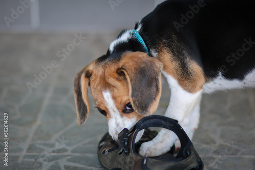 Obraz na płótnie beagle cute dog bite shoes and sitting on the floor. w salonie