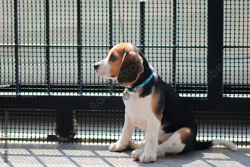 Lovely beagle puppy. Beagle dogs sitting behind gate and waiting for owner at house leak.