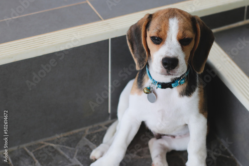 Obraz na płótnie Lovely beagle puppy. w salonie