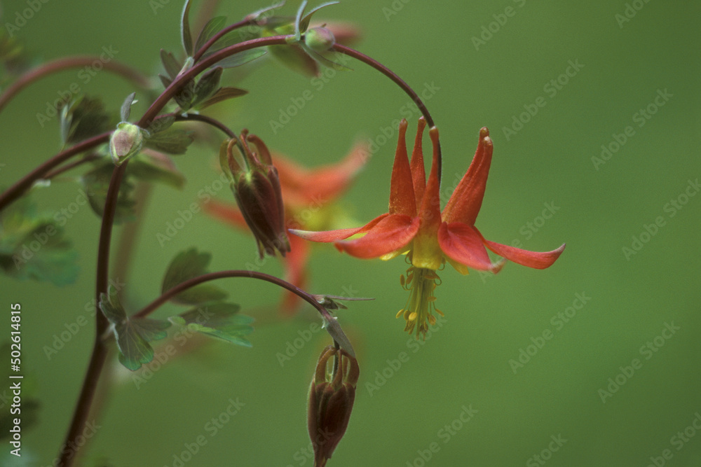 Close-up of a Sitka Columbine (Aquilegia formosa) Close-up of a Sitka Columbine (Aquilegia formosa)