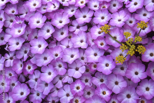 Close-up of phlox with lomatium