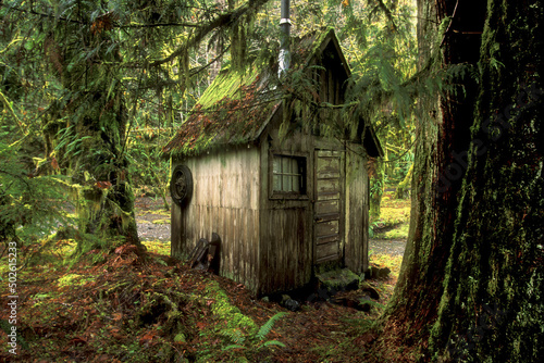 Shack surrounded by trees, Olympic National Park, Washington State, USA