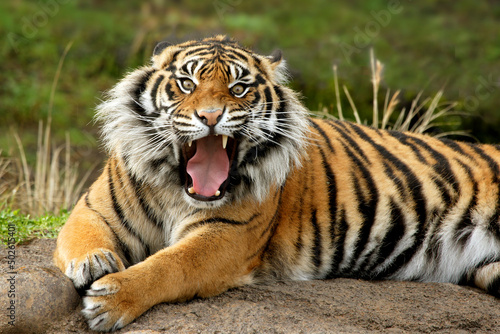 Portrait of a Sumatran Tiger snarling photo