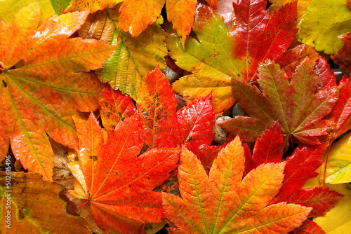 Close-up of Vine Maples leaves photo