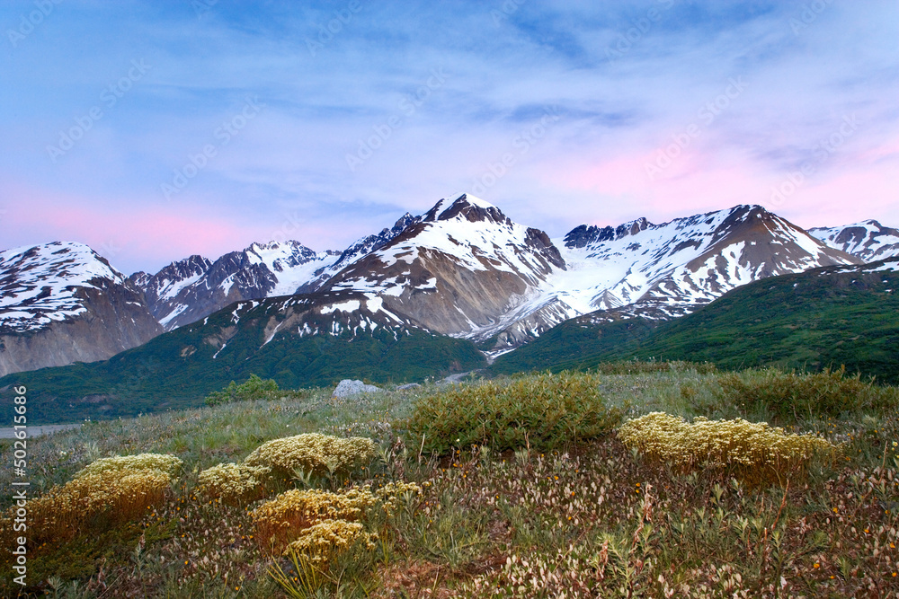 Flowers in a field with a mountain in the background, Alsek River, British Columbia, Canada Flowers in a field with a mountain in the background, Alsek River, British Columbia, Canada