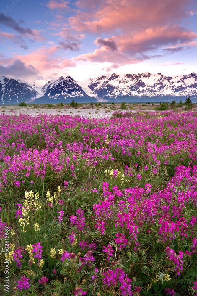 Flowers in a field with a mountain range in the background, Tatshenshini-Alsek Wilderness Park, Alaska, USA