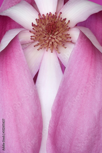 Close-up of a Tulip Magnolia photo