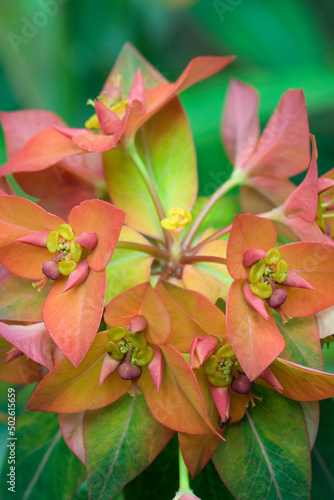Close-up of euphorbia