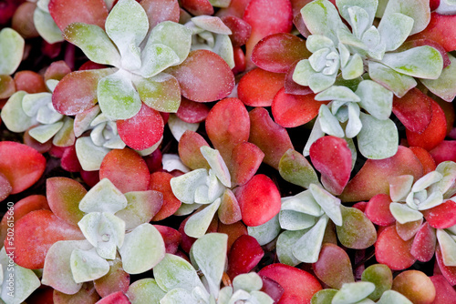 Close-up of Broad Leafed Stonecrop (Sedum Spathulifolium) photo