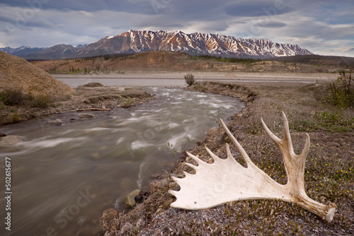 Moose antler near a river, Alsek River, Yukon, Canada