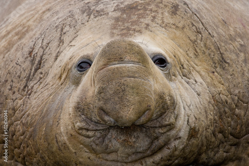 Close-up of a Southern Elephant seal (Mirounga leonina), South Georgia Island, South Sandwich Islands
