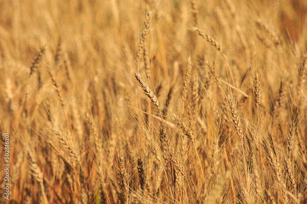 Spike of rye in the field, ripe spike of rye in the field on a sunny day. Agricultural production. Spike of rye in the field, ripe spike of rye in the field on a sunny day. Agricultural production.