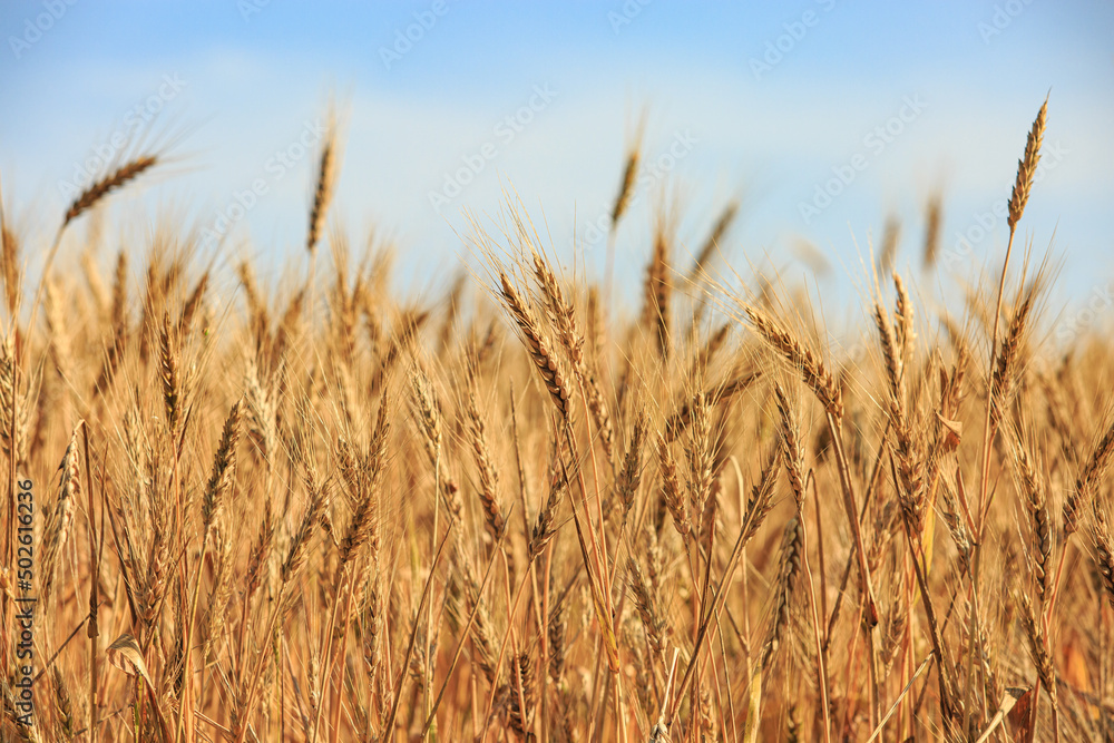 Spike of rye in the field, ripe spike of rye in the field on a sunny day. Agricultural production.