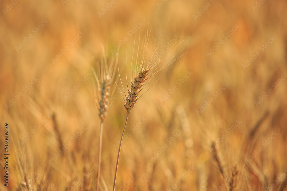 Fototapeta premium Spike of rye in the field, ripe spike of rye in the field on a sunny day. Agricultural production.