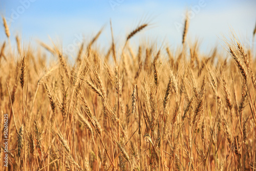 Spike of rye in the field, ripe spike of rye in the field on a sunny day. Agricultural production.