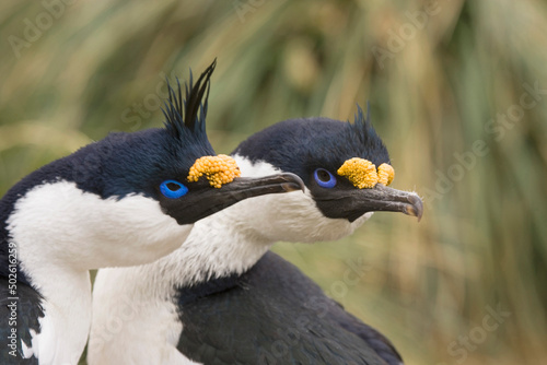 Close-up of a pair of Blue-Eyed shags (Phalacrocorax atriceps), Shipwreck Bayard, Ocean Harbour, South Georgia Island, South Sandwich Islands photo