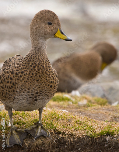 Close-up of a South Georgia pintail duckling (Anas georgica georgica), South Georgia Island, South Sandwich Islands photo