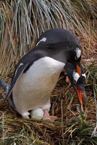 Gentoo penguins (Pygoscelis papua) hatching eggs in nest, Cooper Bay, South Georgia Island, South Sandwich Islands