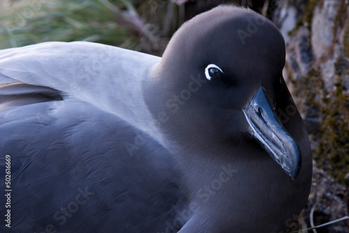 Close-up of a Sooty albatross, South Georgia Island, South Sandwich Islands photo