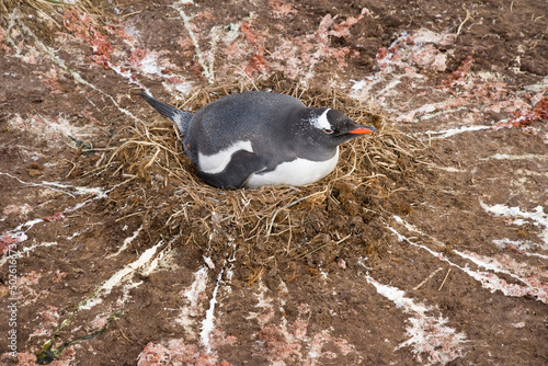 Gentoo penguin (Pygoscelis papua) in its nest, South Georgia Island, South Sandwich Islands