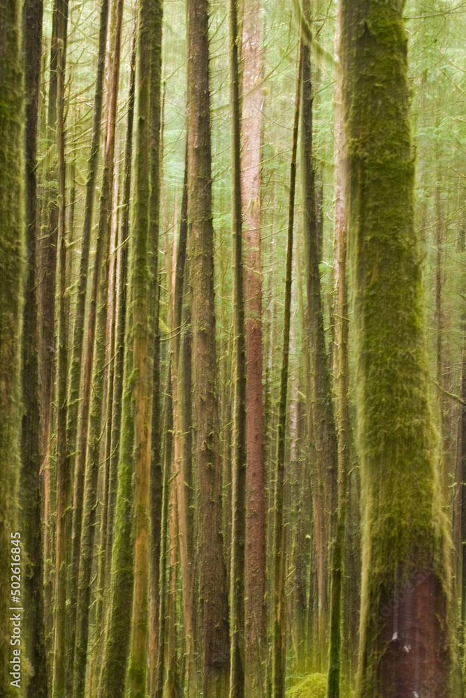 Tree trunk covered with moss, Great Bear Rainforest, British Columbia, Canada Tree trunk covered with moss, Great Bear Rainforest, British Columbia, Canada