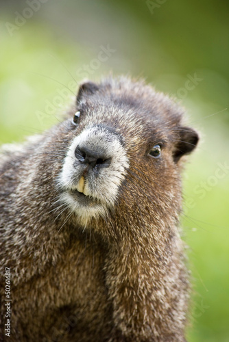 Close-up of a Marmot photo