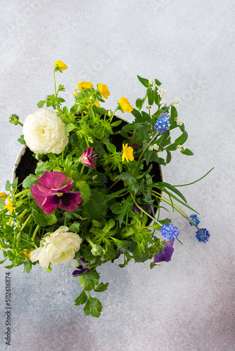 White round vase with spring and summer flowers Ranunculus and Muscari, Petunias and Pansies in the ground on a gray background, top view, home decoration with flowers