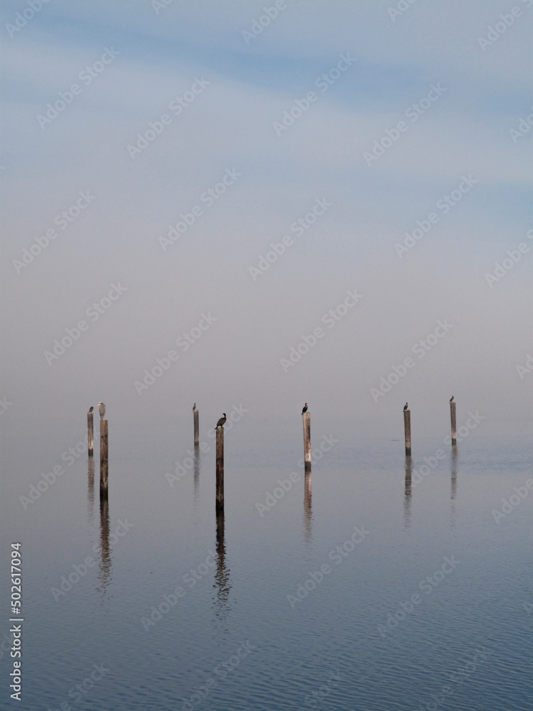 Sea birds perching on wooden pilings in the sea, Seabeck, Washington State, USA Sea birds perching on wooden pilings in the sea, Seabeck, Washington State, USA