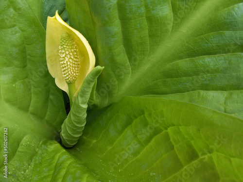 Close-up of a skunk cabbage flower (Lysichiton americanus) photo