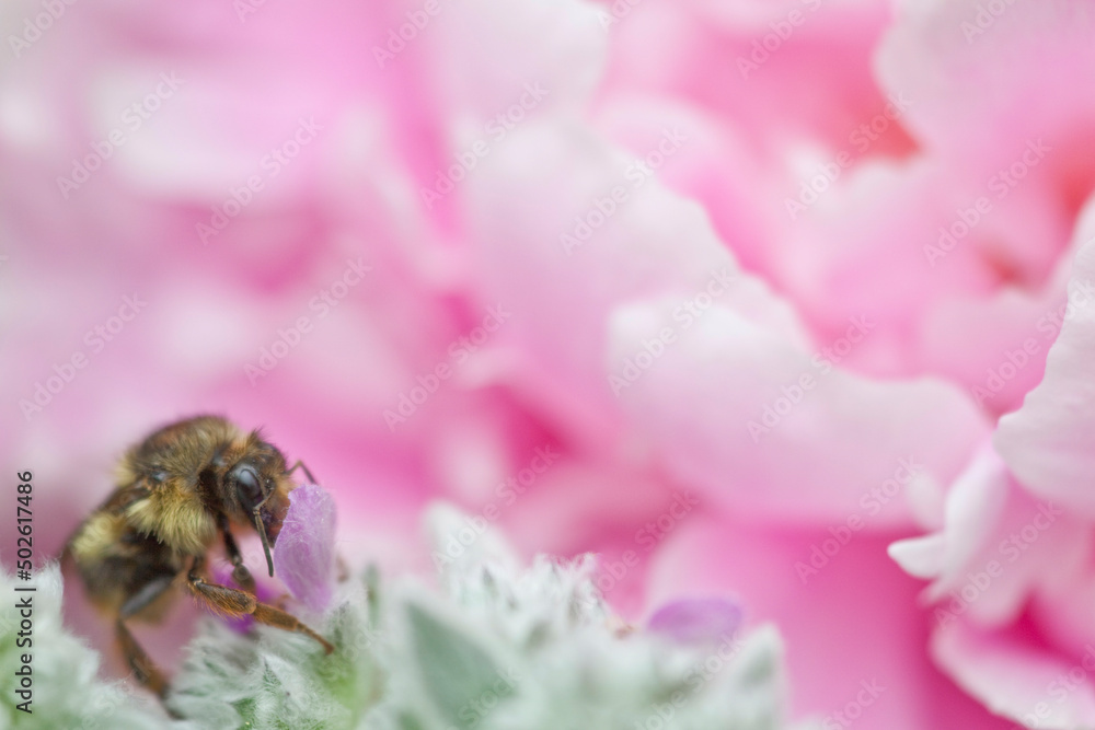 Honey bee on a peony near a Lamb's Ear plant (Stachys byzantina) Honey bee on a peony near a Lamb's Ear plant (Stachys byzantina)