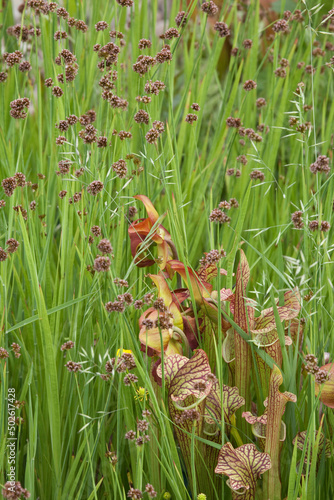 Pitcher plants (Sarracenia purpurea) in a field, Oregon Garden, Silverton, Oregon, USA photo