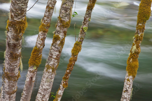 Moss covered tree trunks near a river, Clackamas River, Clackamas River Valley, Oregon, USA photo