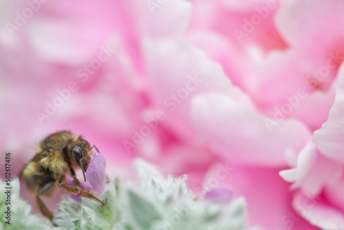 Honey bee on a peony near a Lamb's Ear plant (Stachys byzantina) photo