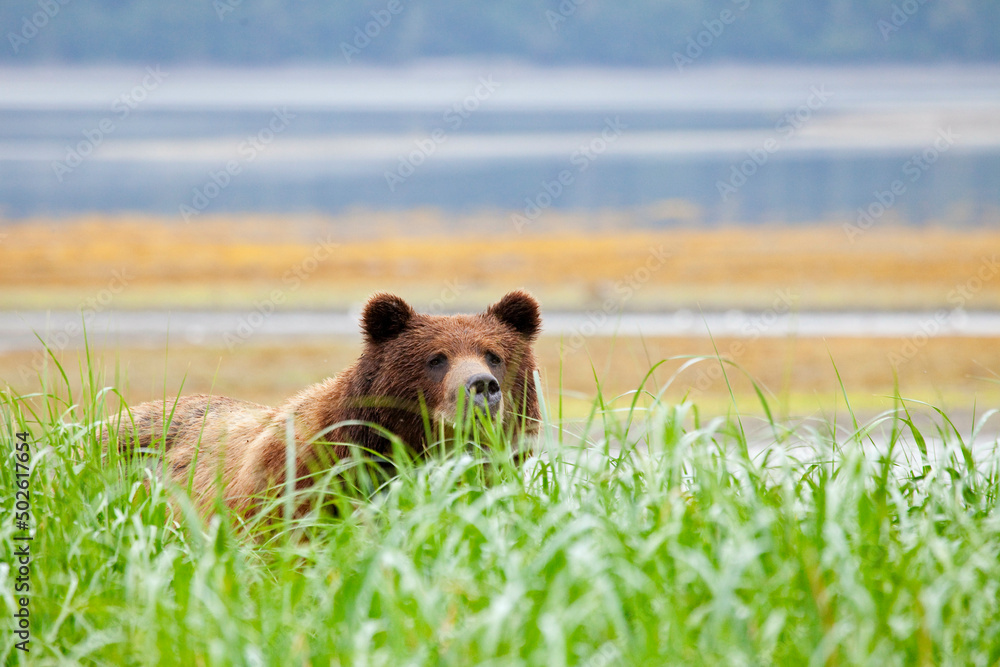 Grizzly bear (Ursus arctos horribilis) hiding in grass, Admiralty