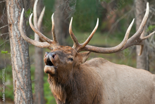 Bull elk in a forest, Jasper Lodge, Jasper National Park, Alberta, Canada photo
